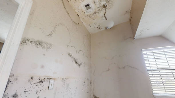 Best Emergency Mold Remediation  in Union, NJ