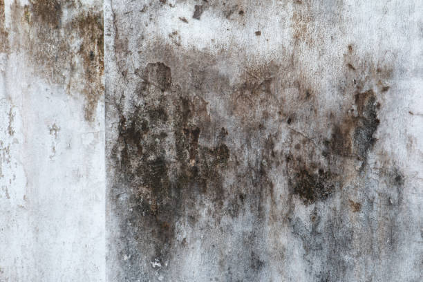 Best Mold Odor Removal Services  in Union, NJ