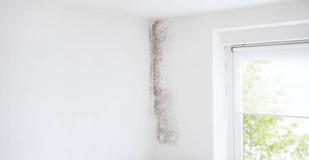 Best Air Quality Testing for Mold Spores  in Union, NJ