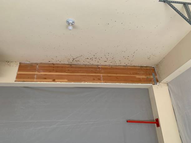 Best Environmental Consulting for Mold Prevention  in Union, NJ