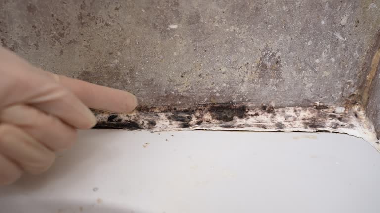 Best Commercial Mold Inspection  in Union, NJ
