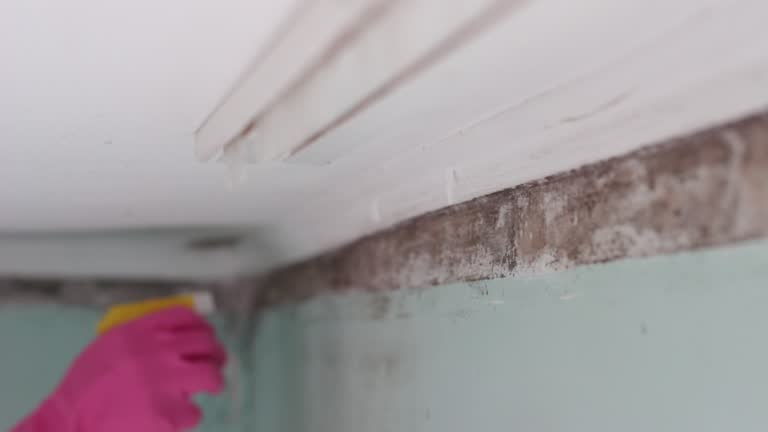 Best Mold Remediation for Healthcare Facilities  in Union, NJ