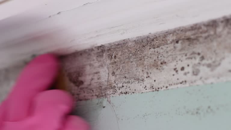 Best Water Damage & Mold Remediation  in Union, NJ